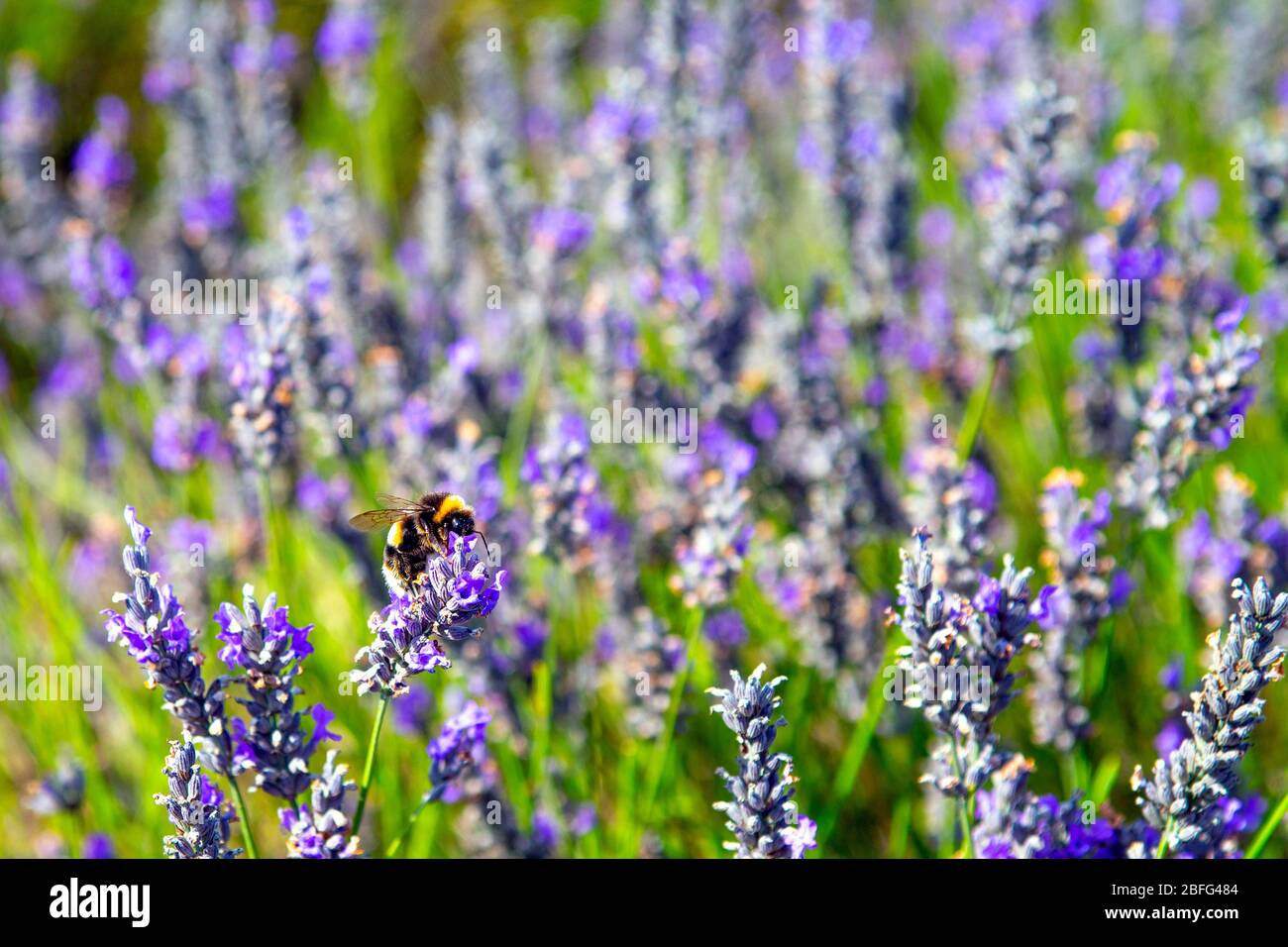 Biene auf einer Lavendelblüte, Hitchin Lavendel, Großbritannien Stockfoto