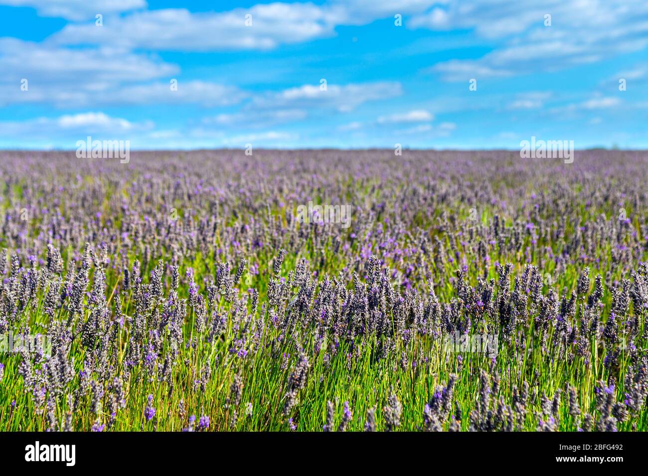 Eingereicht von Lavendelblüten bei Hitchin Lavender, Großbritannien Stockfoto