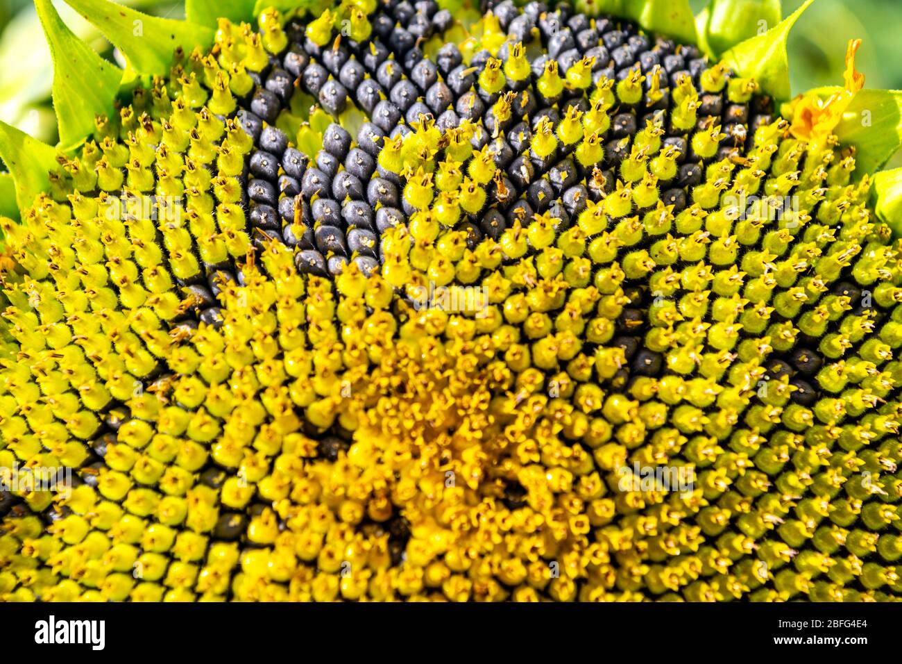 Nahaufnahme eines Sonnenblumenkopfes mit fehlenden Samen, Hitchin Lavender, UK Stockfoto