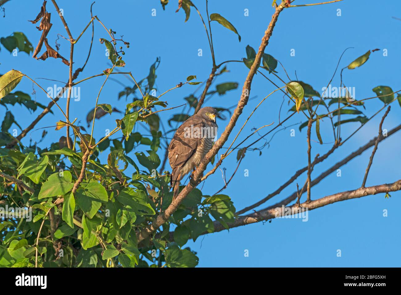 Straßenfalle in einem Pantanal Baum im Pantanal Nationalpark in Brasilien Stockfoto