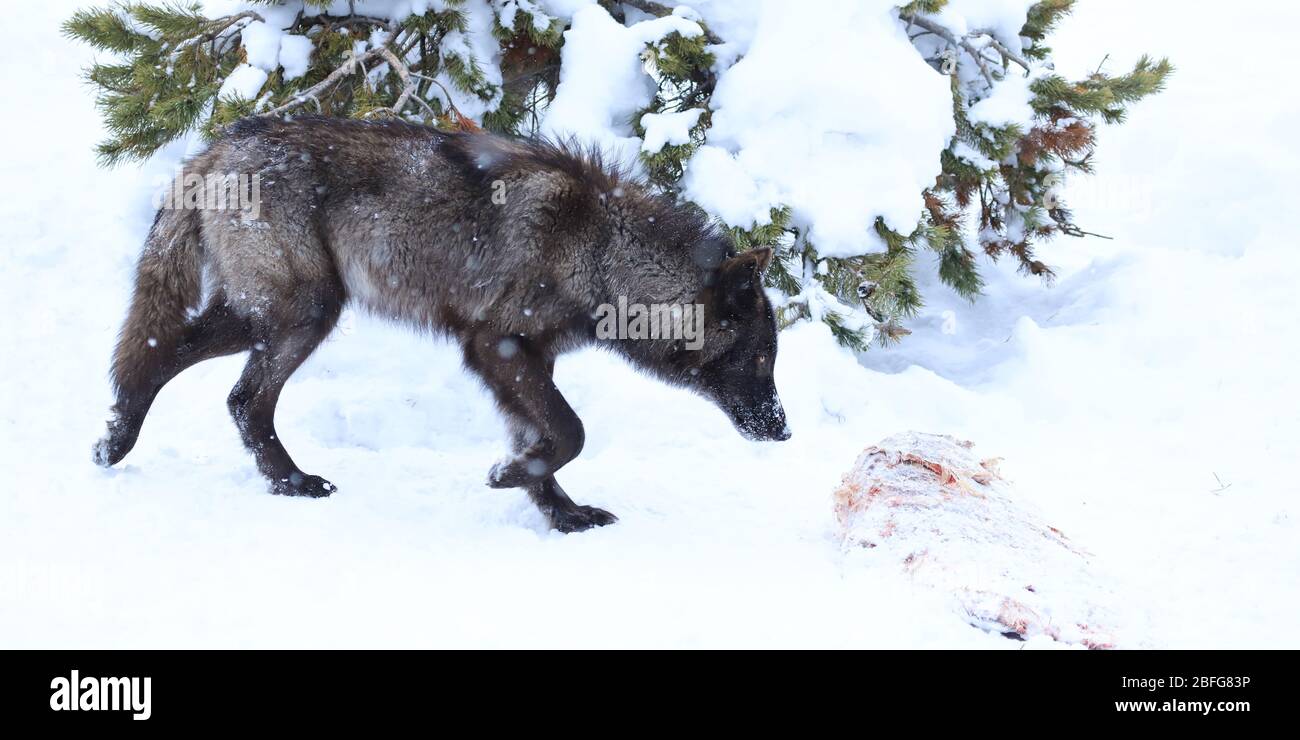 Schwarzer grauer Wolf im Winter im Schnee außerhalb des Yellowstone National Park Stockfoto