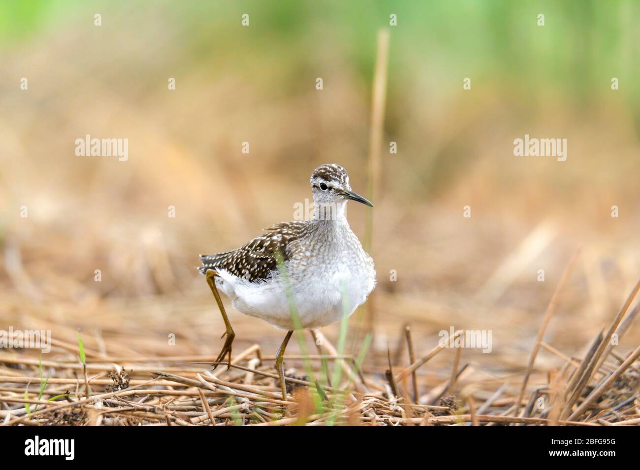 Bruchwasserläufer, Tringa glareola Stockfoto