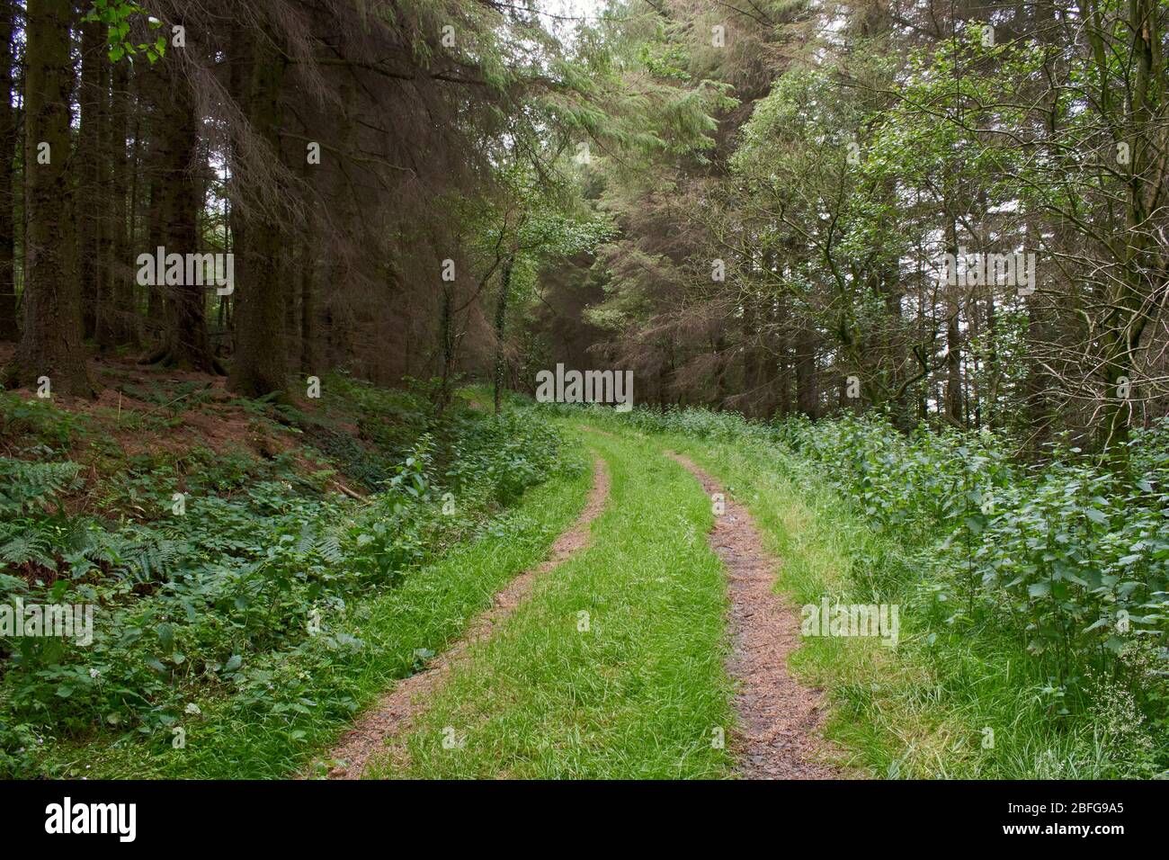Ein breiter Weg durch den Wald Stockfoto