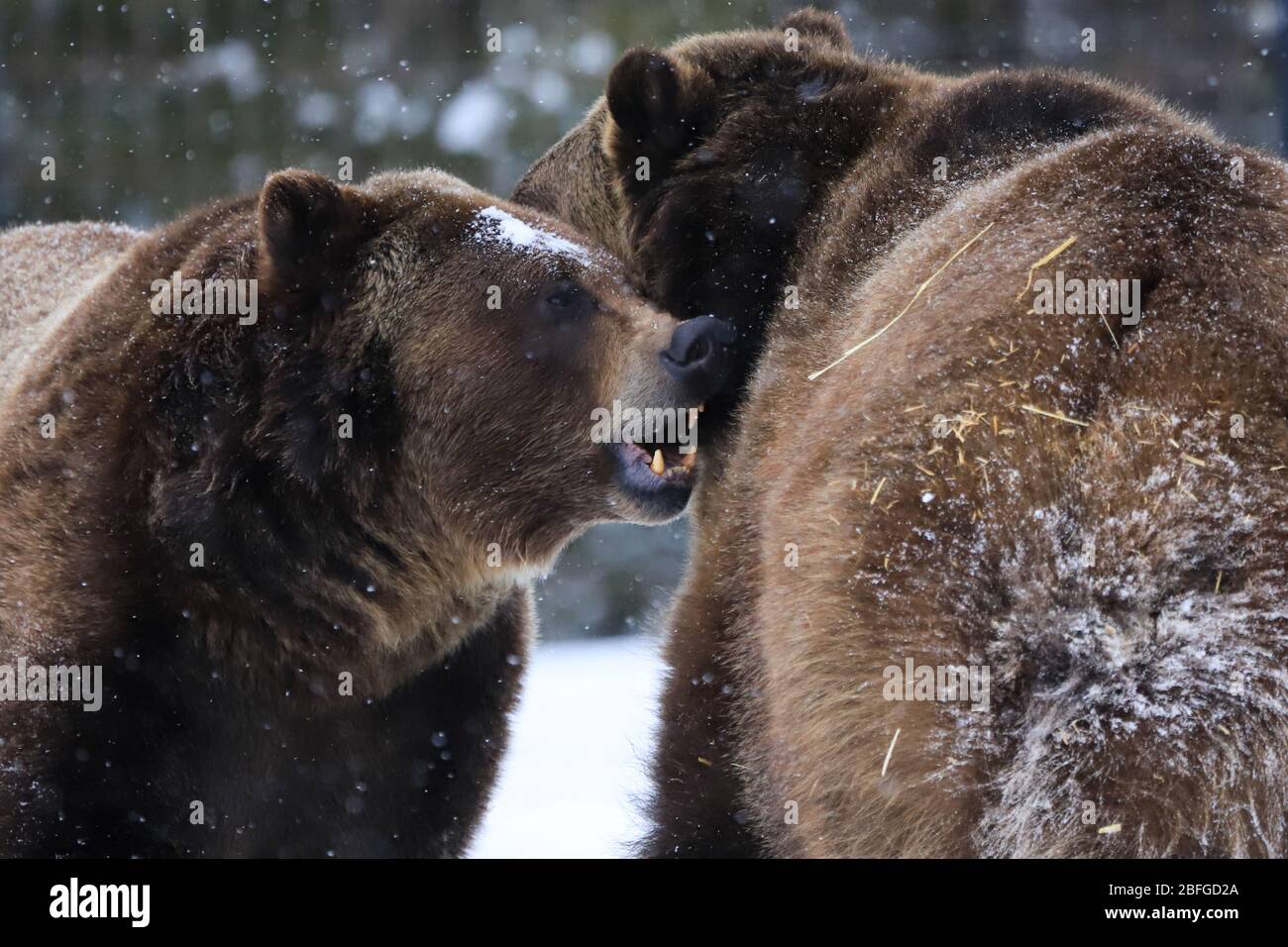 Grizzly trägt ursus acrtos, die im Schnee spielen Stockfoto