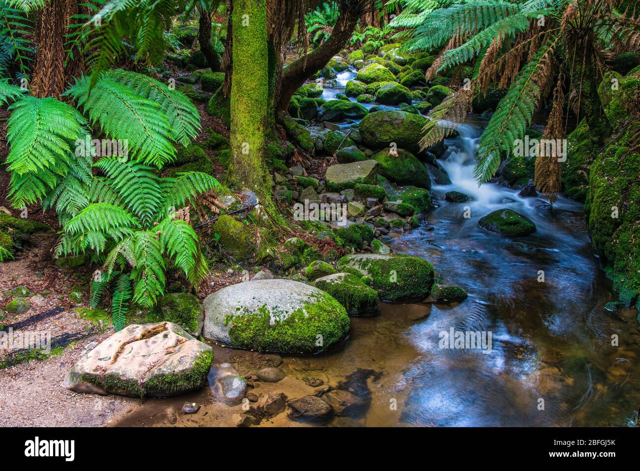Der Bach fließt sanft um moosbewachsene Felsen durch den üppigen, gemäßigten Regenwald der St columba Falls Gorge in Tasmanien. Stockfoto