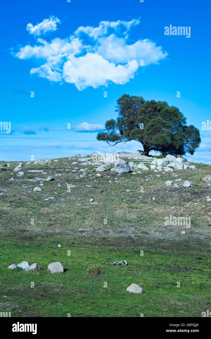 Ein knorriger Baum, der sich an den felsigen Hügeln der Küste der Bay of Fires in Tasmanien abhebt. Stockfoto
