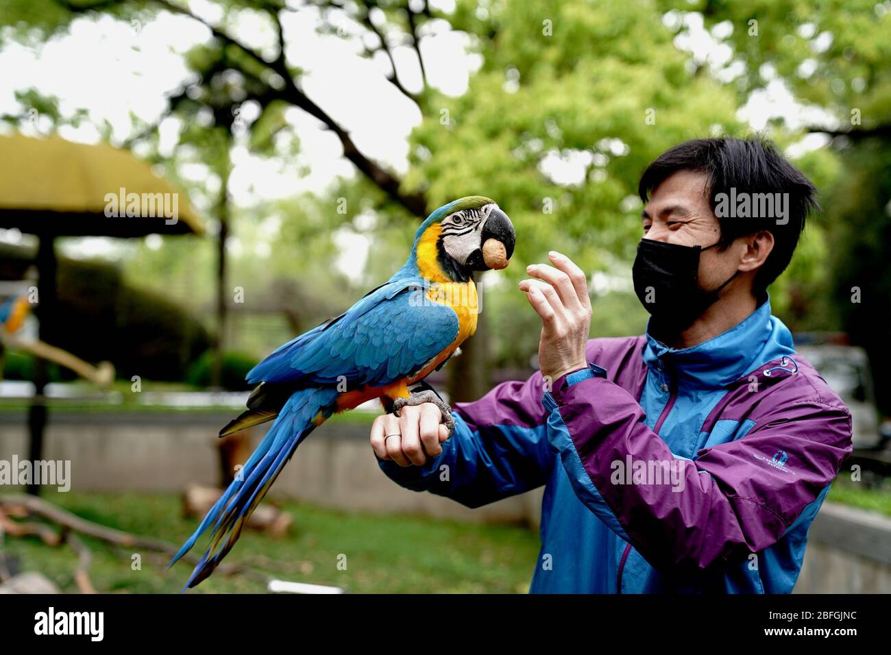 Peking, China. April 2020. ZooKeeper Chen Jinzhao füttert einen Papagei im Zoo von Shanghai in der Gemeinde Shanghai, Ostchina, 18. April 2020. Verschiedene Maßnahmen wurden ergriffen, um das Leben der Tiere im Zoo zu bereichern und ihnen das Gefühl zu geben, in der Wildnis zu leben. Kredit: Zhang Jiansong/Xinhua/Alamy Live News Stockfoto