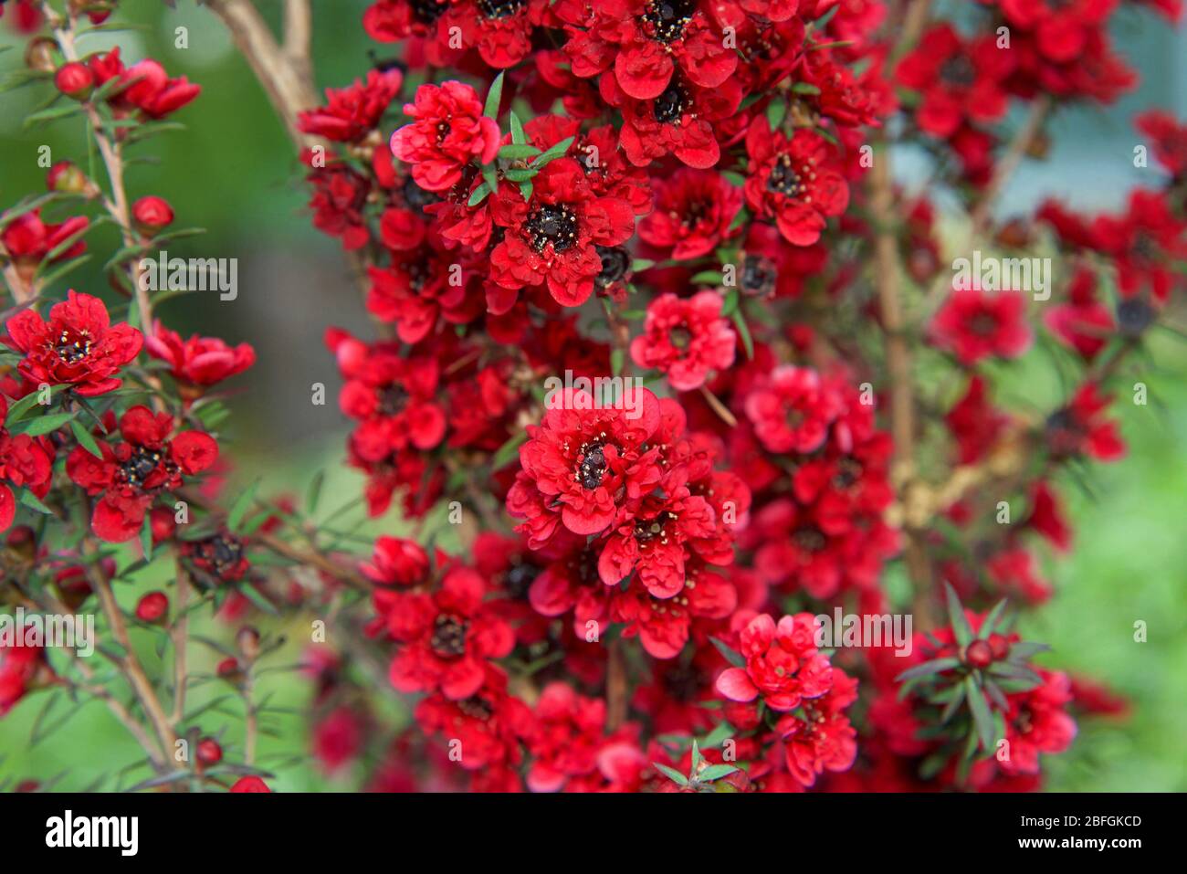 Manuka Flowers Leptospermum Scoparium Stockfotos und bilder Kaufen Alamy