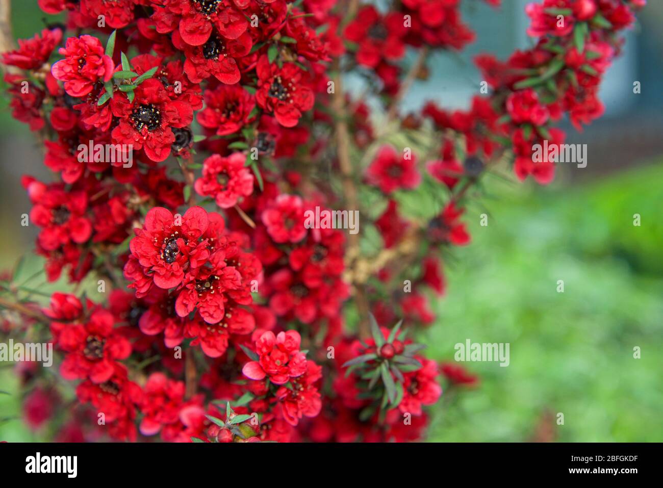 Sehen Sie die roten Teebaum-Blumen Neuseelands aus nächster Nähe. Eine Art blühender Pflanze aus der Myrtenfamilie Myrtaceae, die im Südosten Australiens und in Australien beheimatet ist Stockfoto