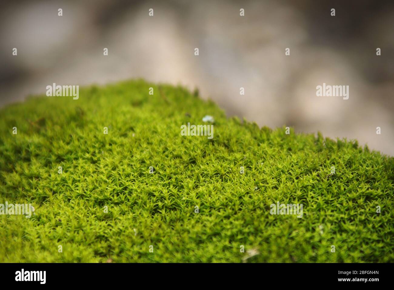 Grünes, üppiges Moos auf dem Waldboden. Makro Nahaufnahme. Stockfoto
