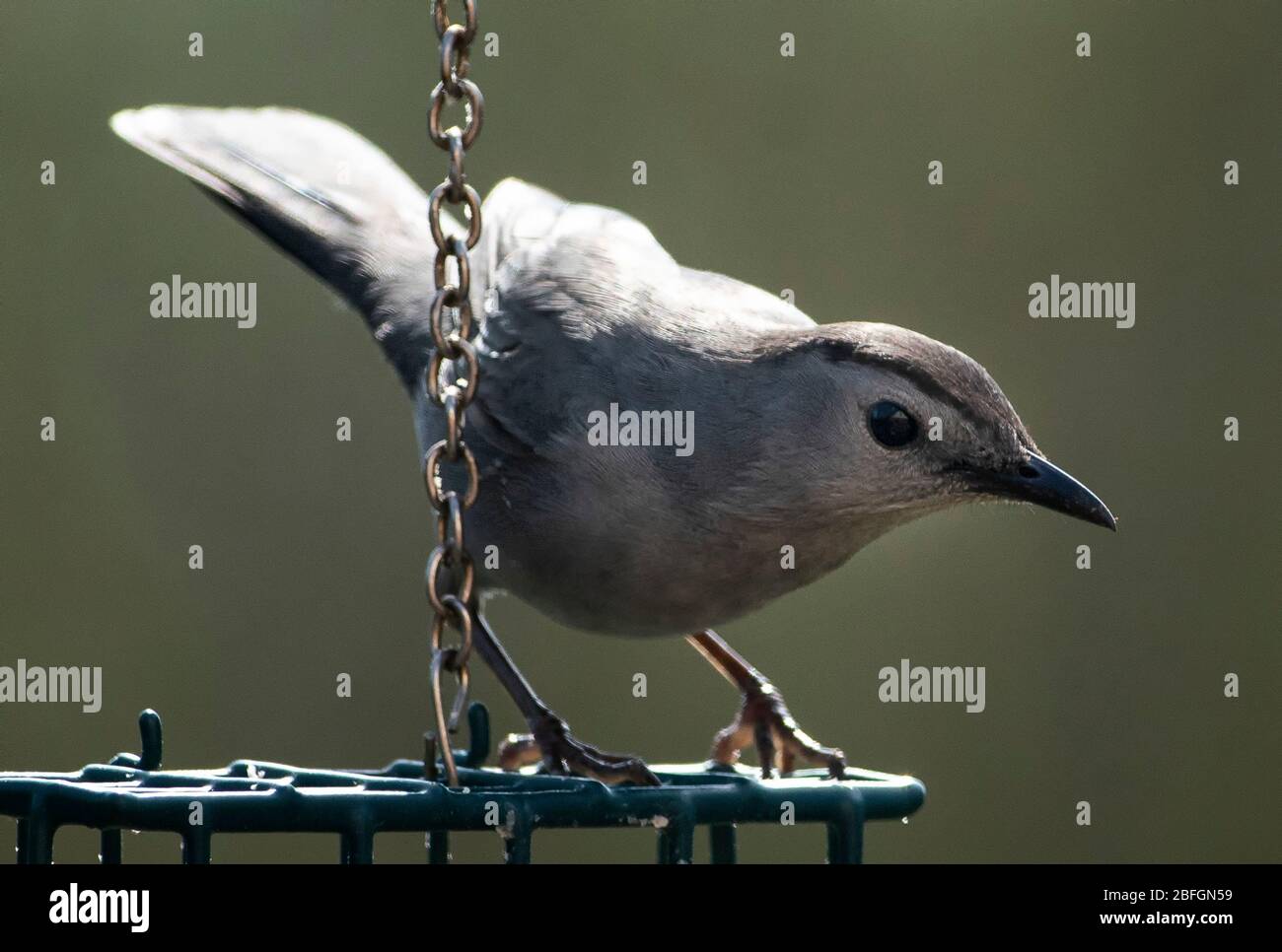 Katze Vogel Stockfoto