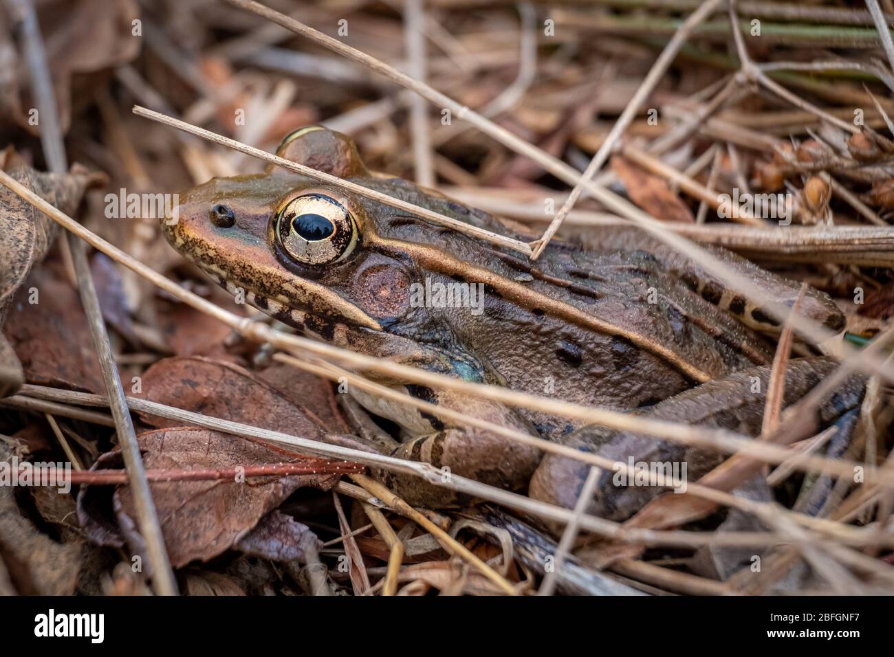 Seitenansicht eines südlichen Leopardenfroschs mit schönen goldenen Augen, die im Frühjahr am Rand eines Teiches ruhen. North Carolina. Stockfoto