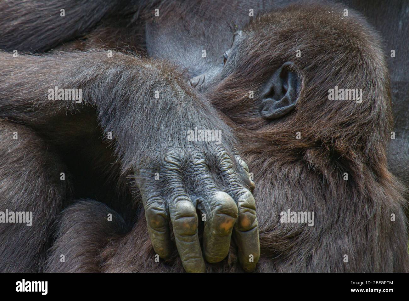 Portrail eines Gorilla-Babys, das von seiner Mutter eng gehalten wird Stockfoto
