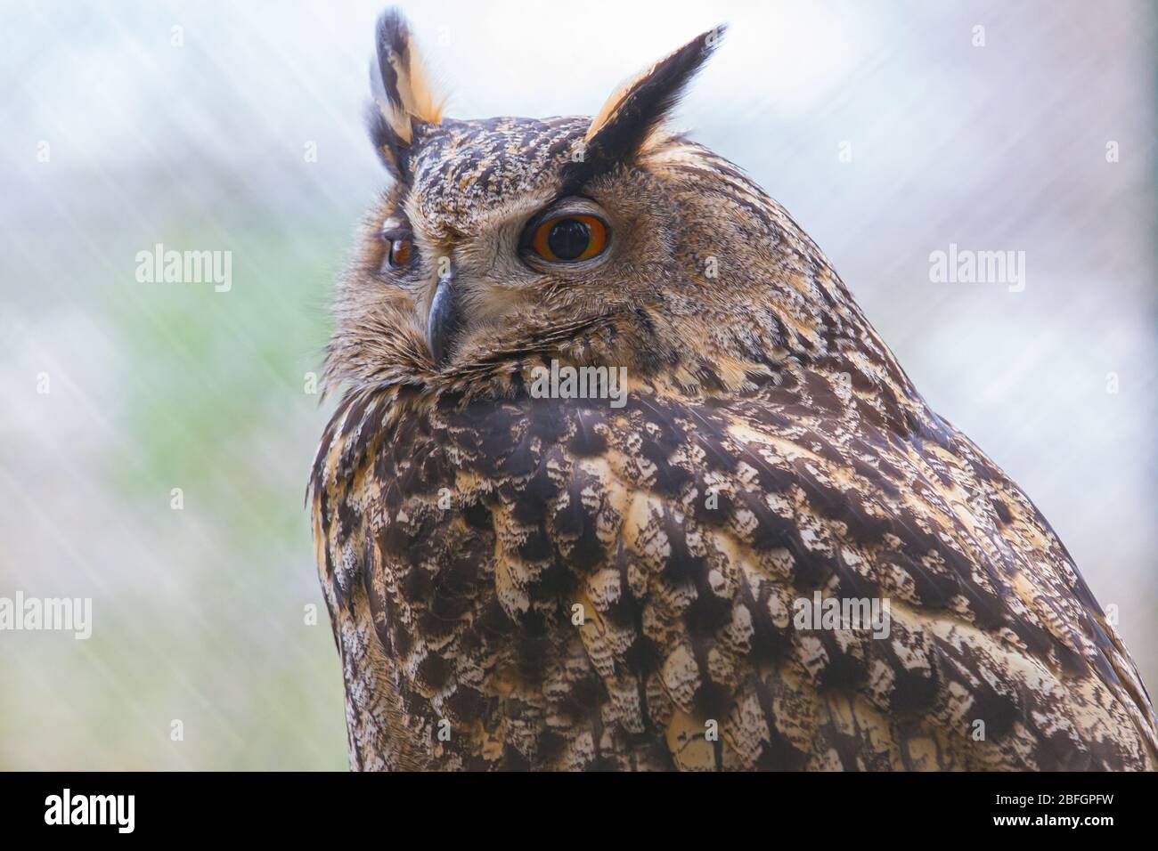 Porträt einer Eule mit weit geöffneten Augen mit verschwommenem Hintergrund Stockfoto