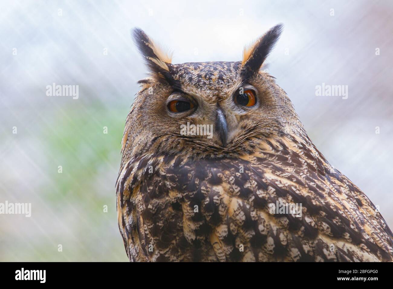 Porträt einer Eule mit weit geöffneten Augen mit verschwommenem Hintergrund Stockfoto