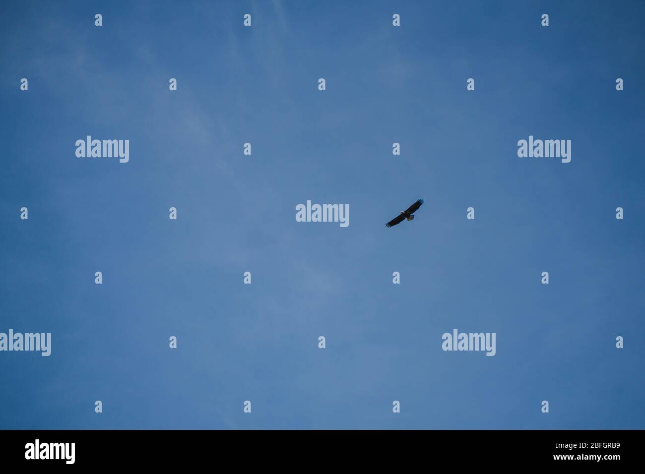 Fliegender Weißadler über der English Bay in Vancouver Kanada Stockfoto