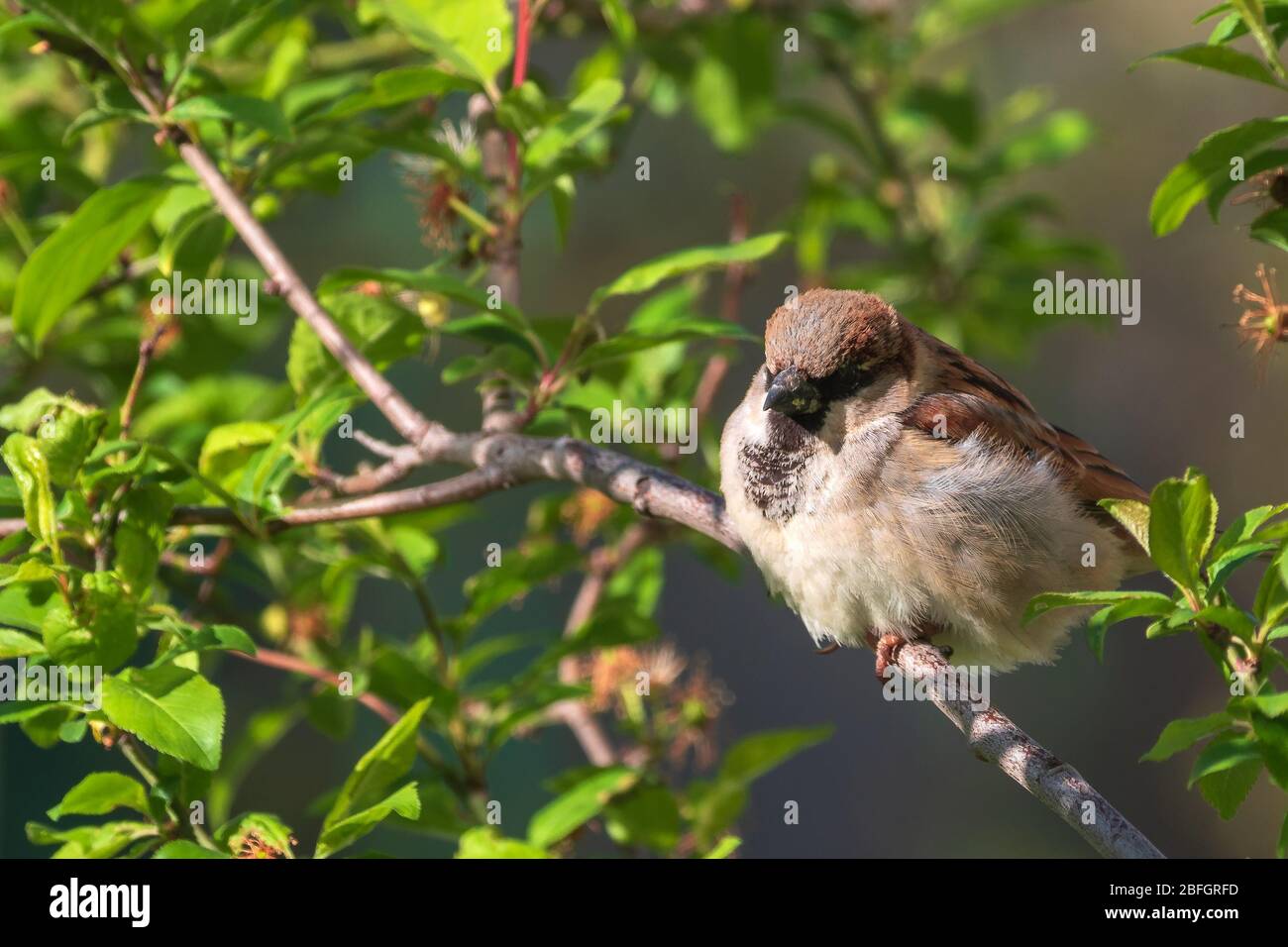 Sparrenvogel auf Baumzweig sitzend Stockfoto