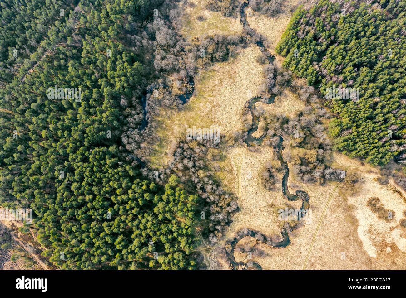 Luftaufnahme eines gewundenen Flusses und Pinienwald im Frühling. Drohnenfotografie Stockfoto