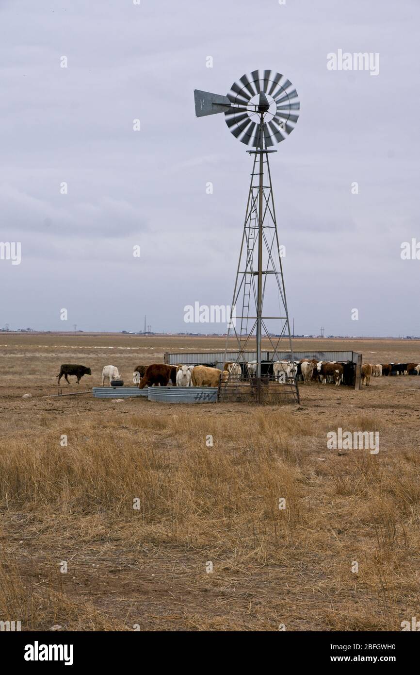 Kühe auf dem Bauernhof in der Nähe von Amarillo Texas Stockfoto