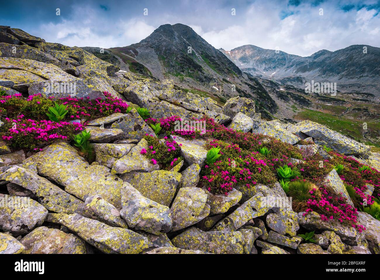 View rhododendron park -Fotos und -Bildmaterial in hoher Auflsung  Alamy