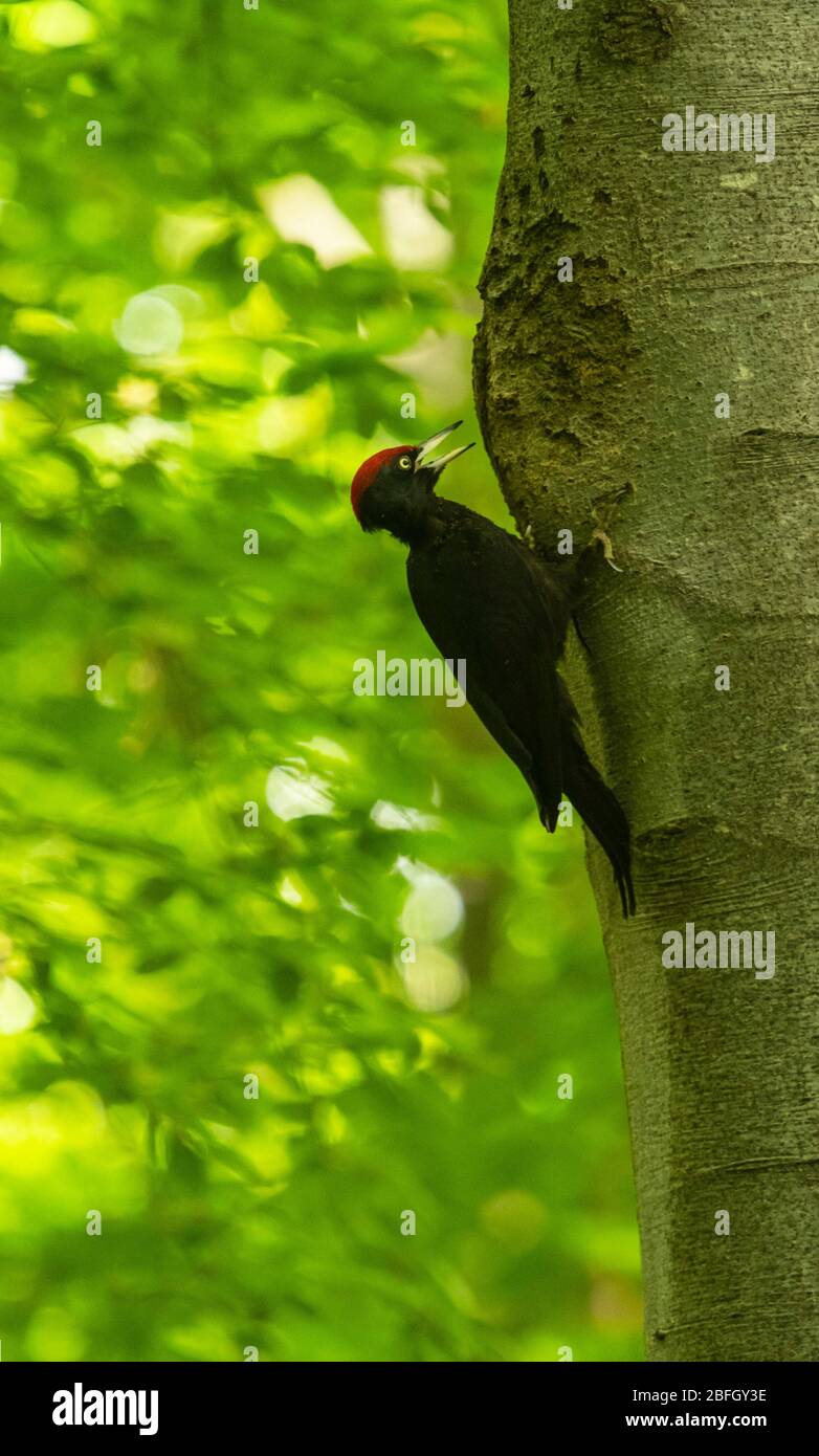 Ein Schwarzspecht auf einer Buche mit Nistloch Stockfoto