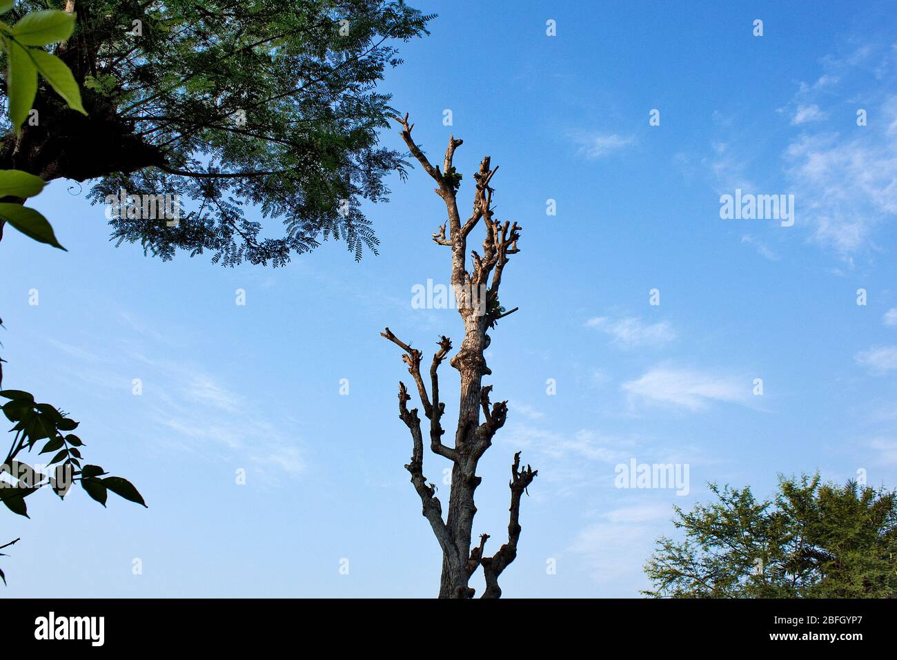 Der Baum in Batiagata.Khulna, Bangladesch. Stockfoto
