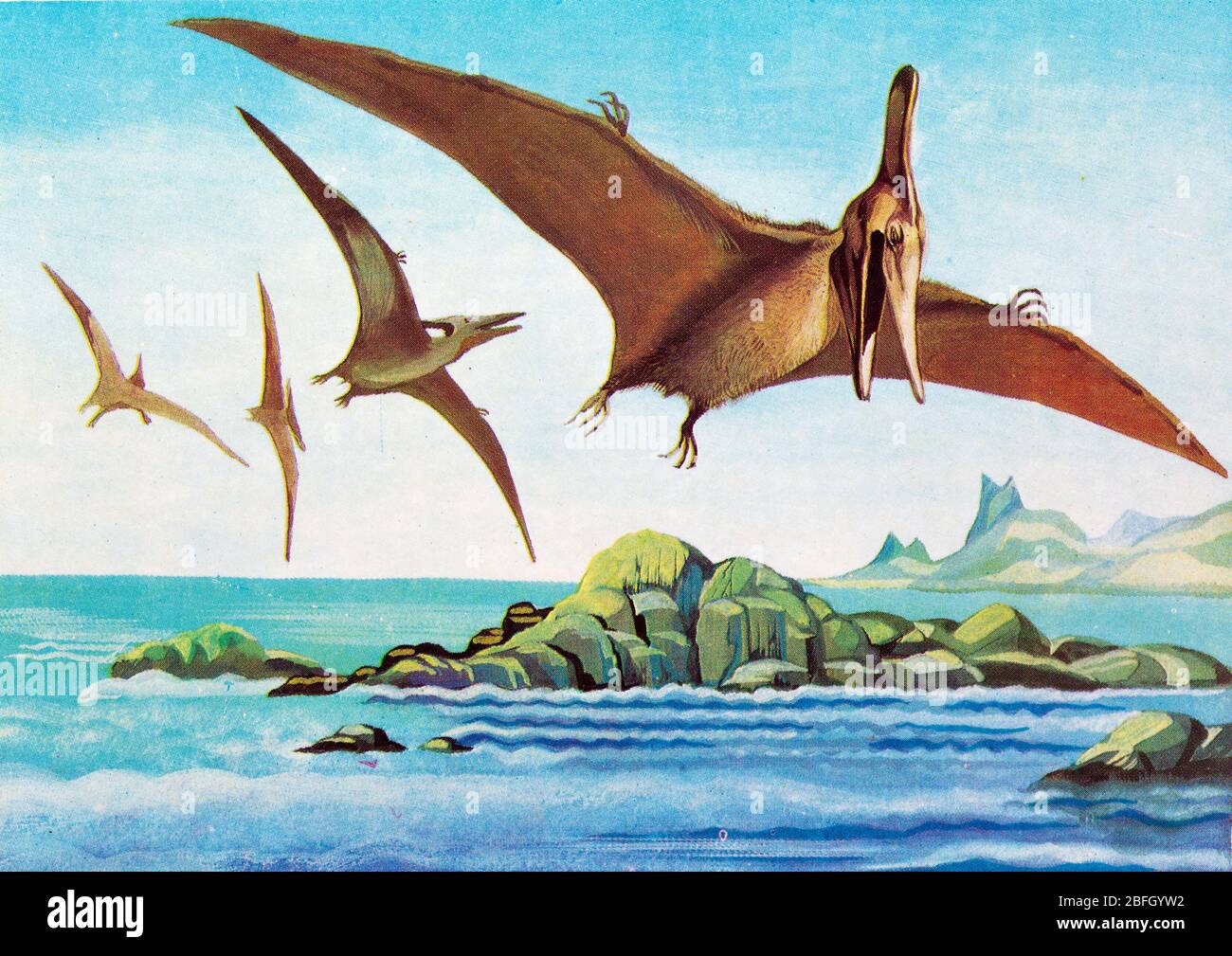 Pteranodon, Pterosaur, altes Reptil, Dinosaurier, prähistorisches Tier Stockfoto