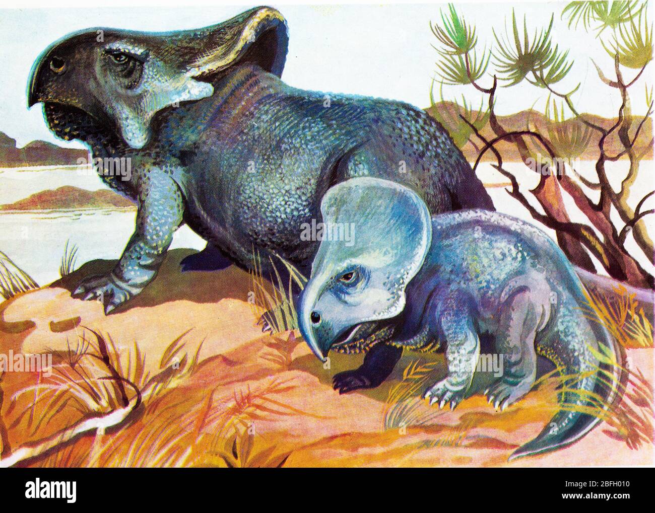 Protoceratops, altes Reptil, Dinosaurier, prähistorisches Tier Stockfoto