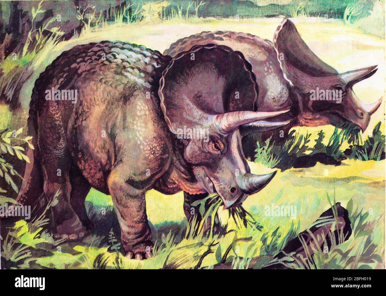 Triceratops, altes Reptil, Dinosaurier, prähistorisches Tier Stockfoto