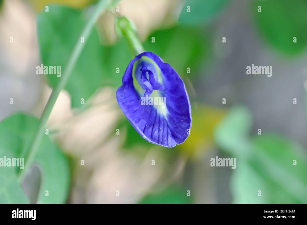 Schmetterlingserbsenblüte, blaue Erbsenblüte oder Clitoria ternatea Linn Stockfoto