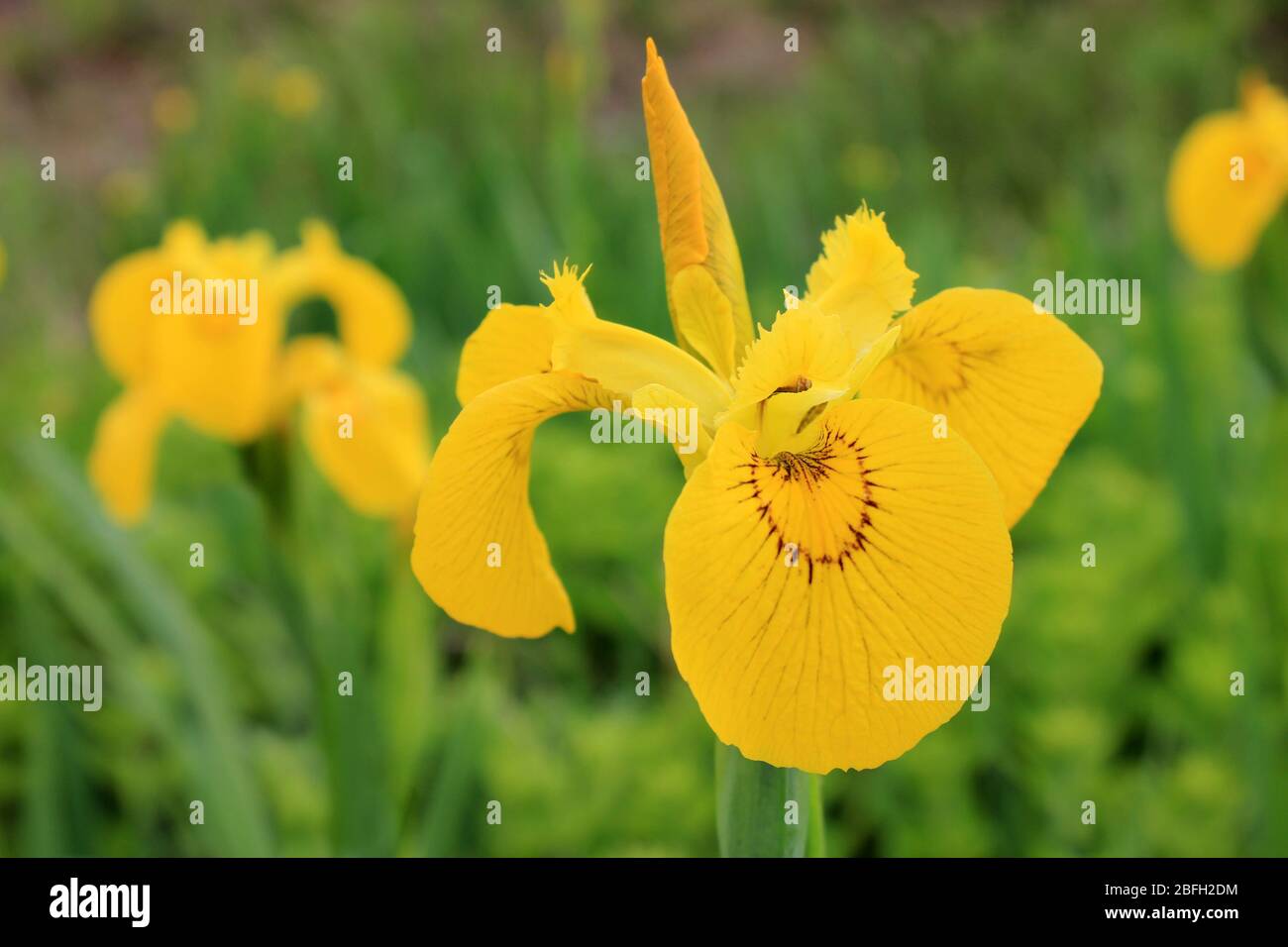 Gelbe Flagge Iris pseudacorus in Penmon Point Anglesey, Wales, Großbritannien Stockfoto