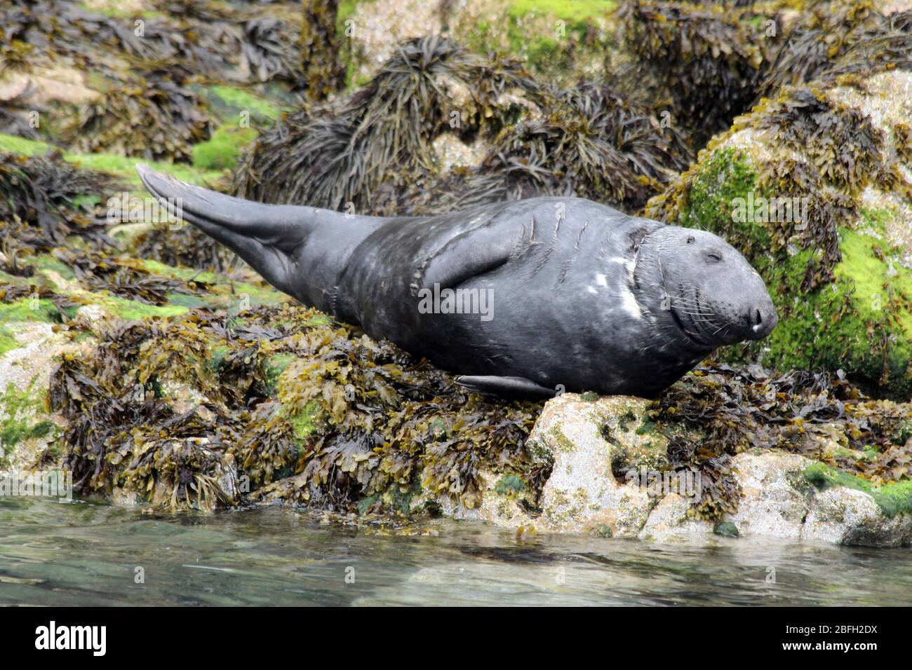 Atlantic Grey Seal (Halichoerus grypus) - Männchen auf Puffin Island vor Anglesey, Wales, Großbritannien Stockfoto