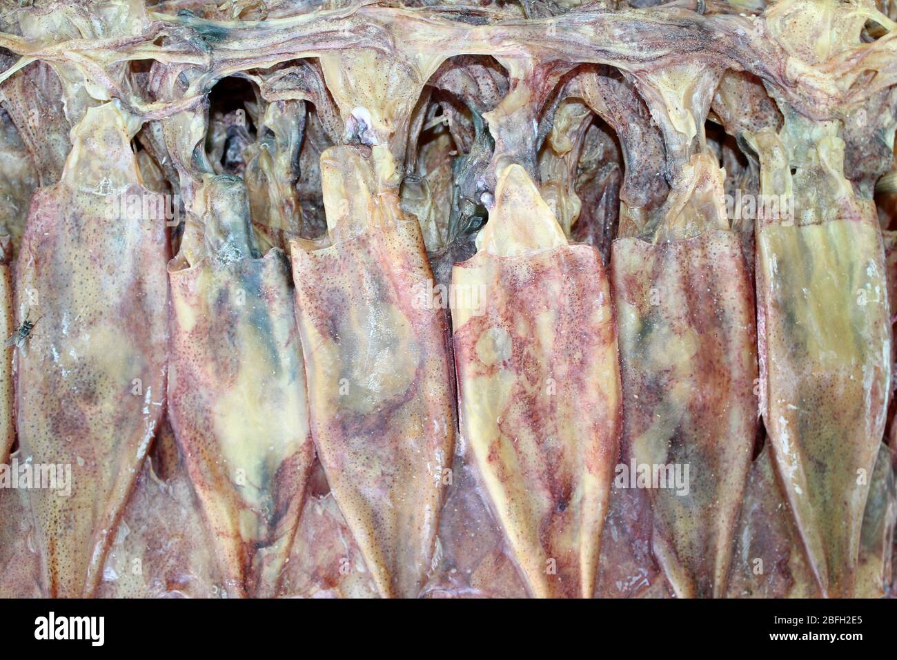 Getrocknete Tintenfische zu verkaufen in Bangkok, Thailand Stockfoto