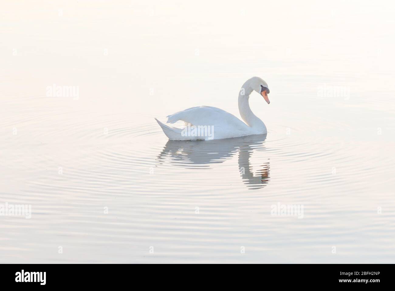 Ruhige Szene eines Schwans, der im Morgenlicht in einem See schwimmend Stockfoto