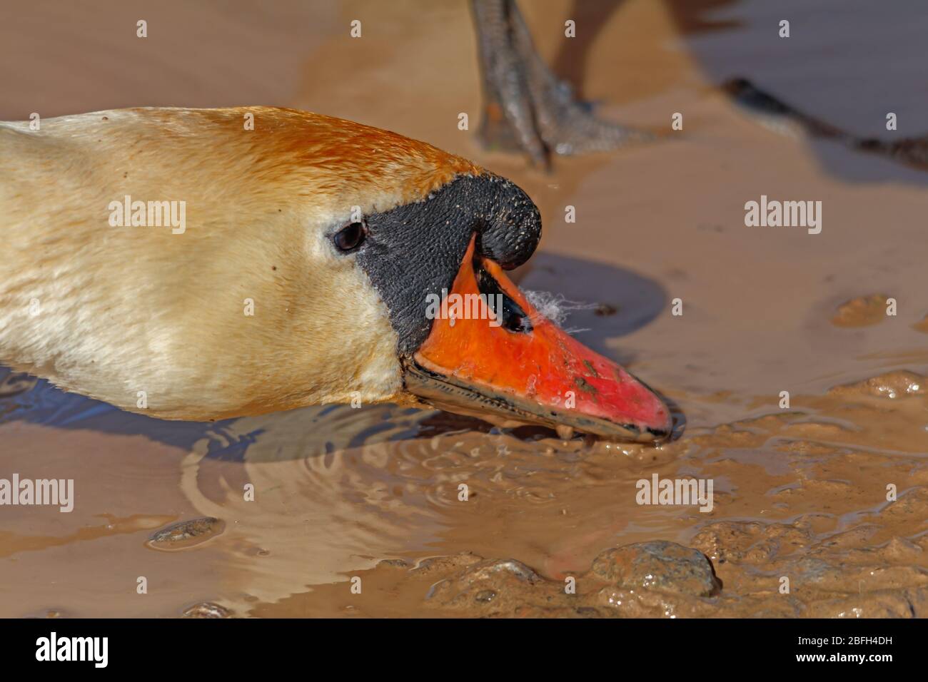 Schwan trinkt schlammiges Wasser Stockfoto