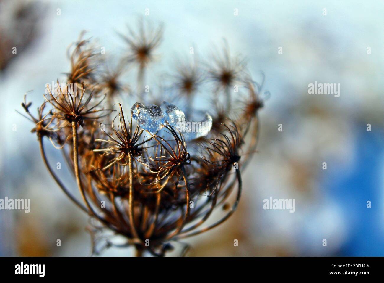 Winzige Florals Stockfotos Und Bilder Kaufen Alamy