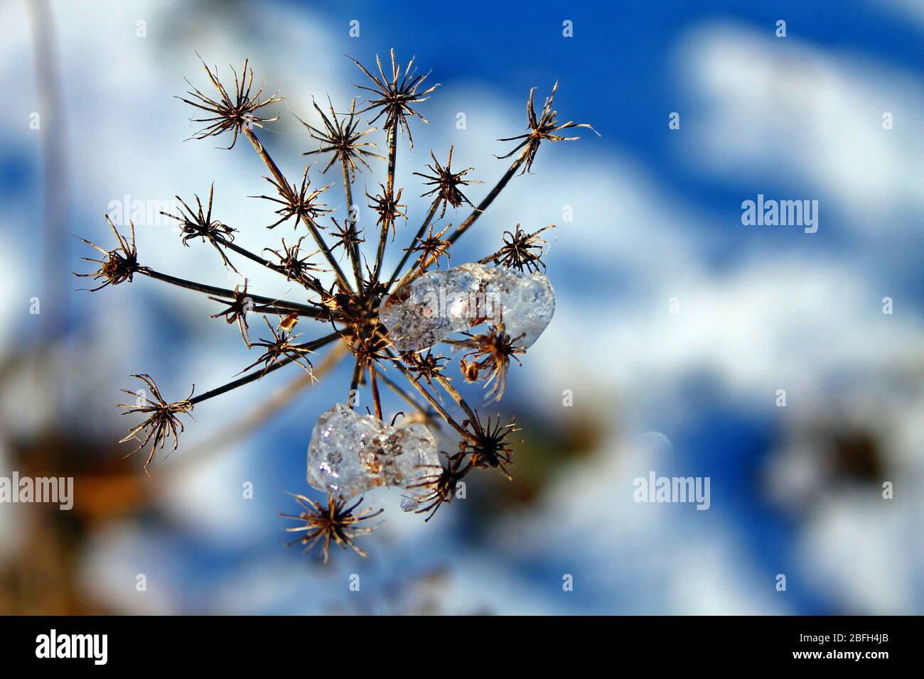 Winzige Florals Stockfotos Und Bilder Kaufen Alamy