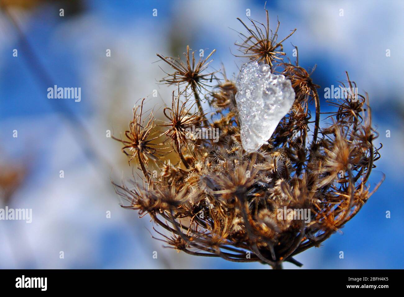 Winzige Florals Stockfotos Und Bilder Kaufen Alamy