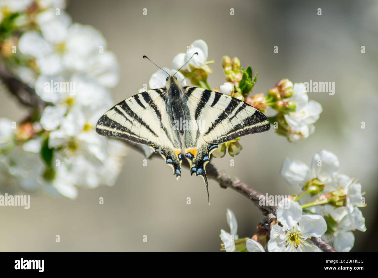Ostschwalbenschwanz oder Papilio glaucus Schmetterling thront auf schönen weißen blühenden Sauerkirsche Baum, saisonale Flora, Insekten, Fauna, Schmetterling mit Stockfoto