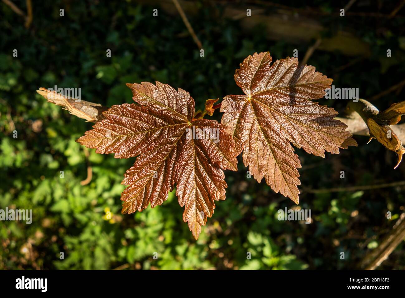 Großbritannien, England, Cheshire, Astbury, Frühling, frisch ausgerolltes Platanenblatt in der Sonne Stockfoto