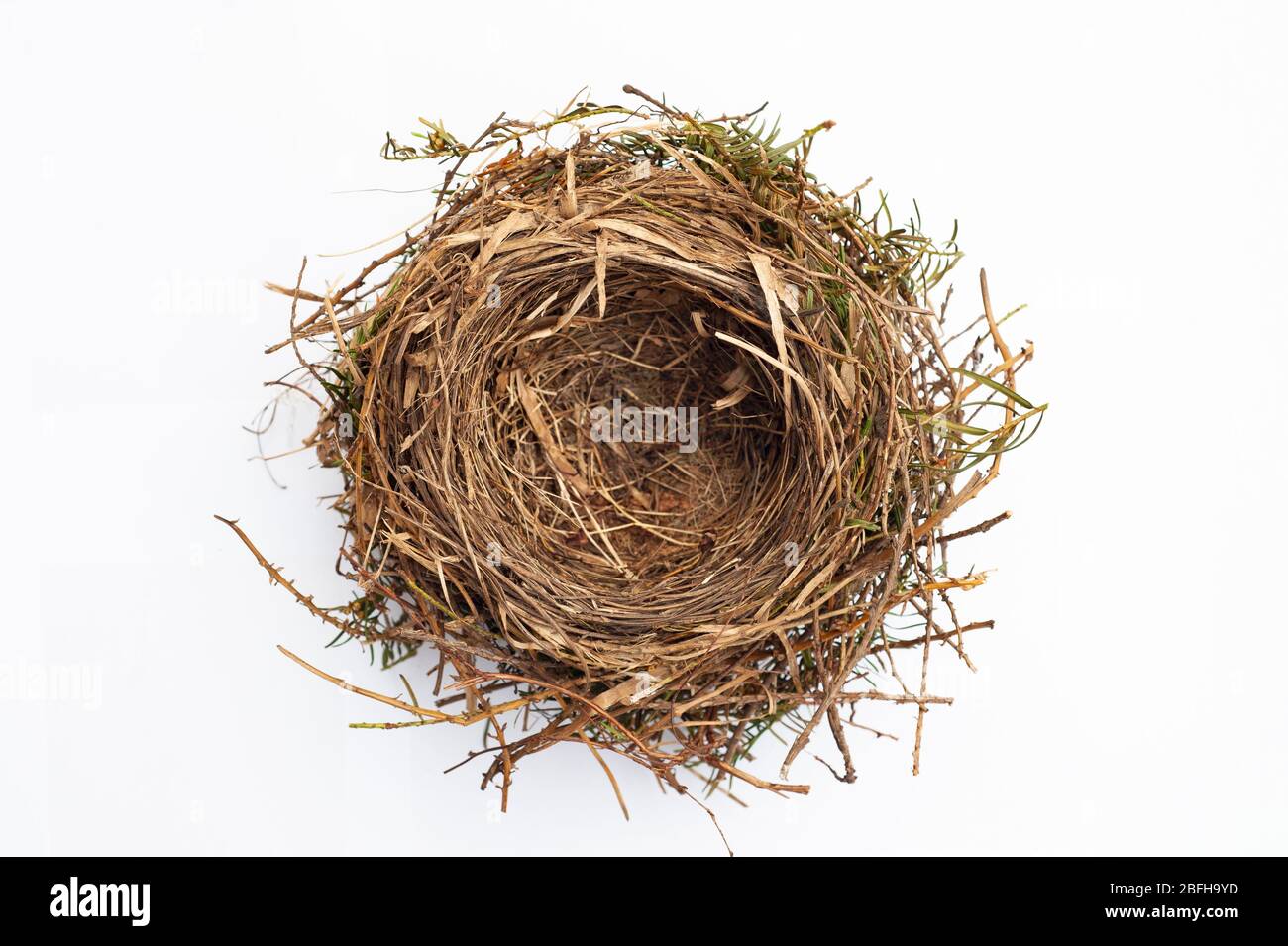 Europäisches Schwarzvogelnest, Turdus merula, isoliert auf weißem Hintergrund, London, Vereinigtes Königreich, Britische Inseln Stockfoto