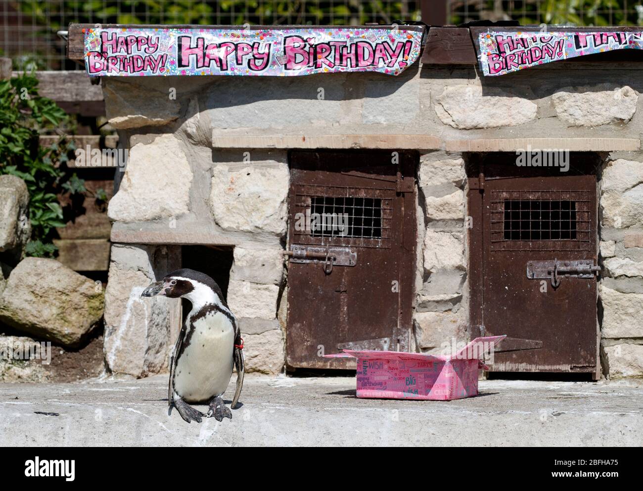 Die Feierlichkeiten finden hinter verschlossenen Türen statt, um den 30. Geburtstag von Rosie, einer der Humboldt-Pinguine in der Sewerby Hall in Bridlington, zu feiern, die am Montag, den 20. April, ihren Meilenstein erreicht. Stockfoto