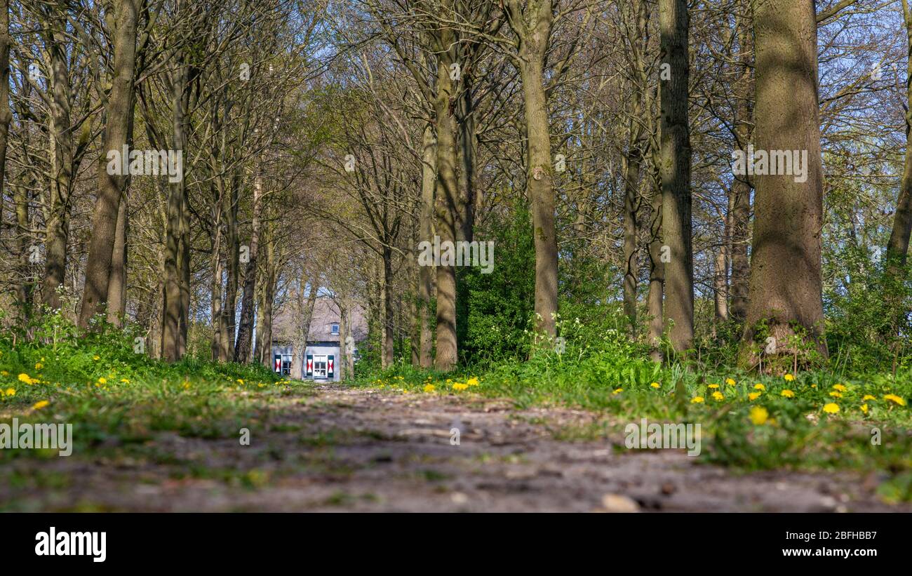 Holländische Waldlandschaft mit einem wunderschönen traditionellen holländischen Haus am Ende des Weges Stockfoto