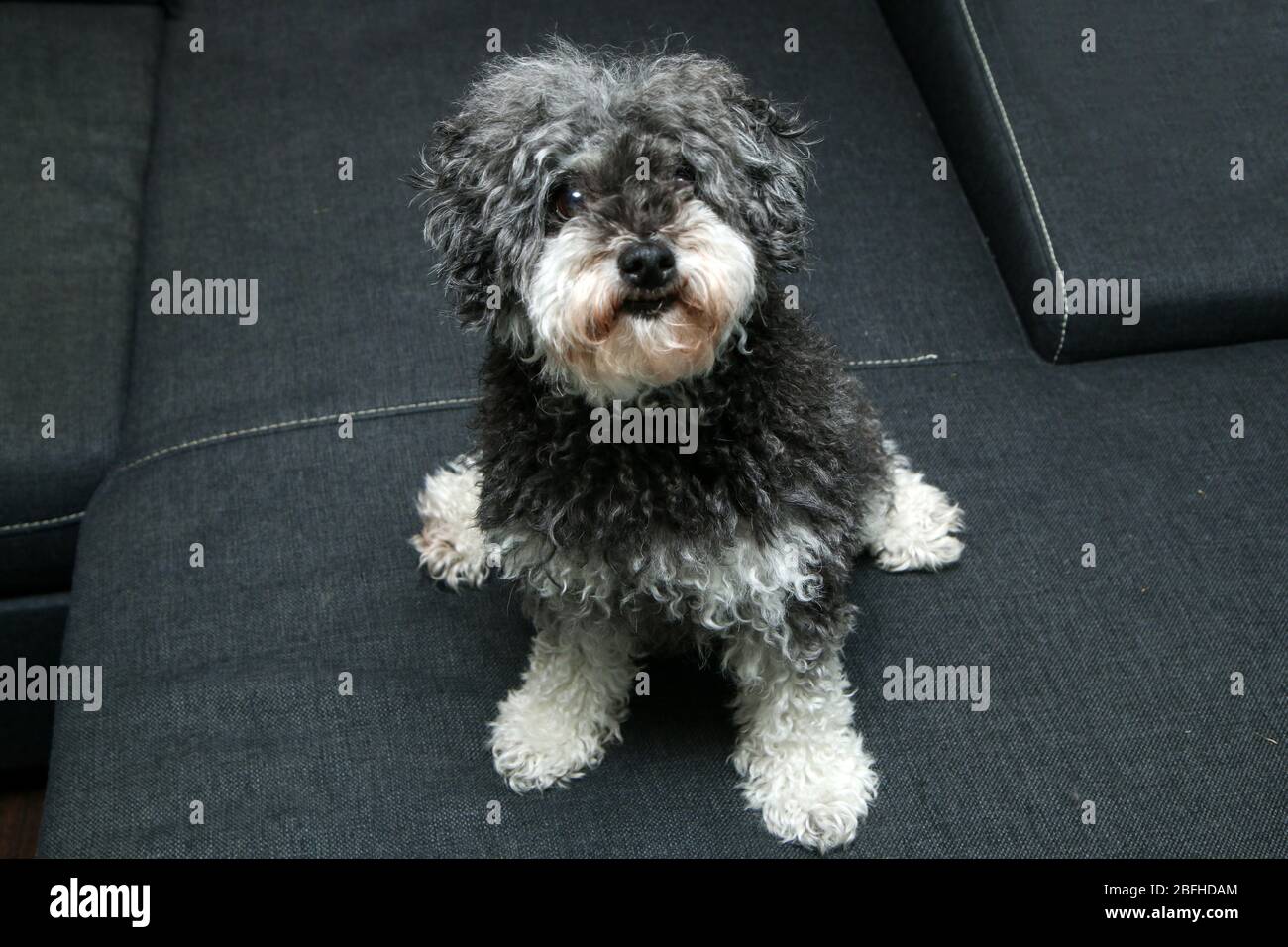 Das Porträt des niedlichen lockigen Hundes. Es ist eine Kreuzung von Pudel und shi tzu. Stockfoto