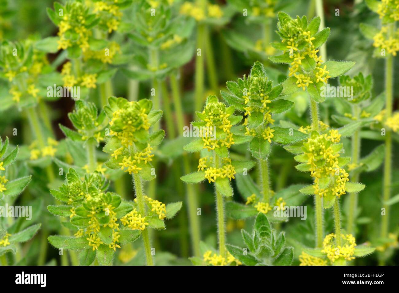 Kreuzkraut cruciata laevipes gelbe Frühlingsblumen, die in Hecken wachsen Stockfoto