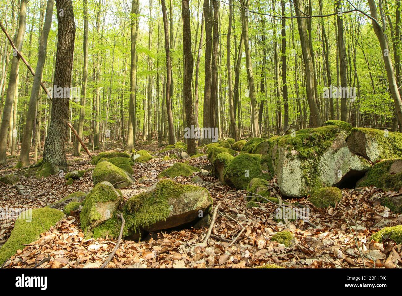 Das Bild aus dem Naturpark in Tschechien, genannt Voděradské bučiny (Voděrady´s Buchen). Der schöne frische grüne Wald während der sonnigen Sprotte Stockfoto