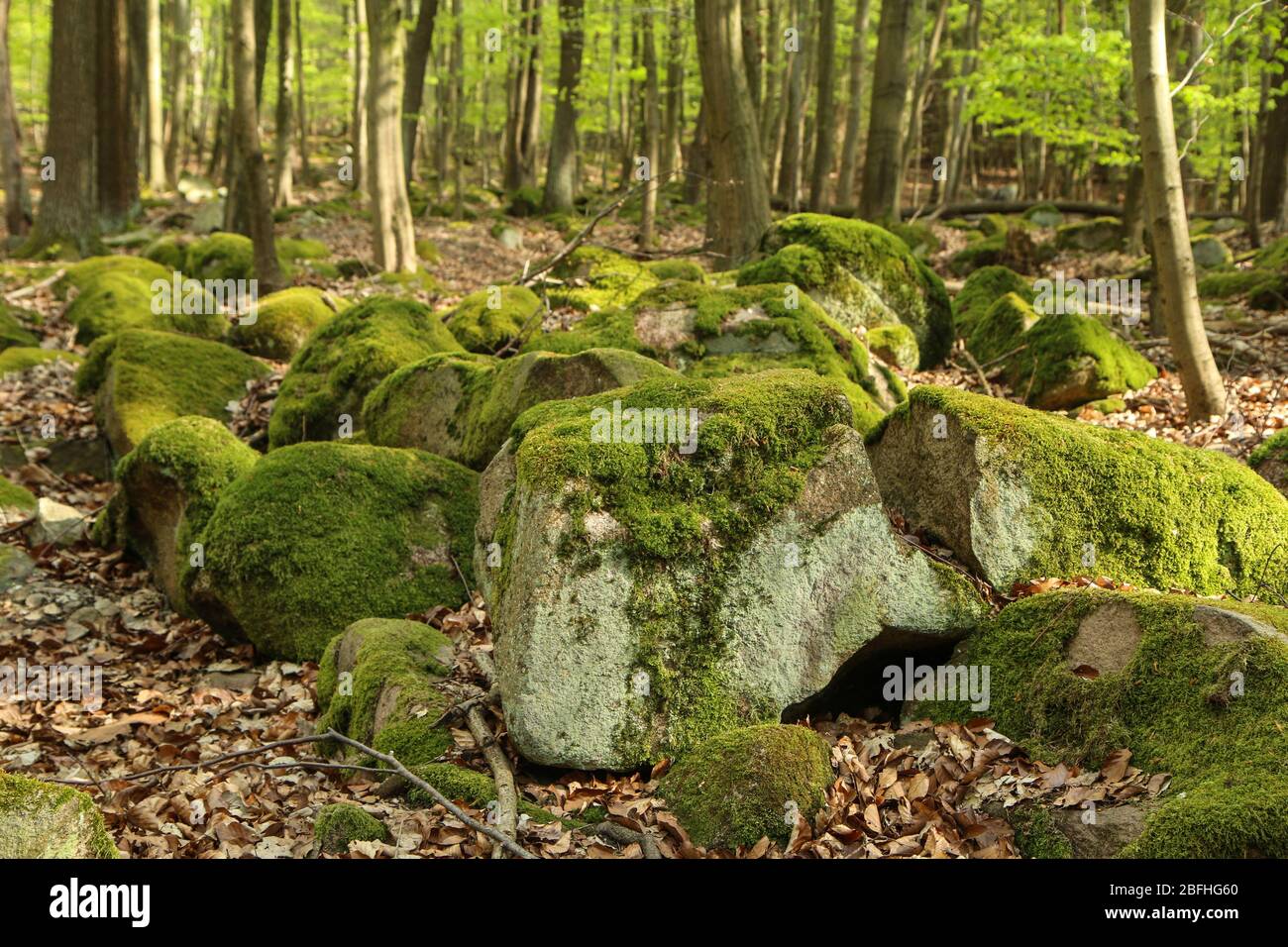 Das Bild aus dem Naturpark in Tschechien, genannt Voděradské bučiny (Voděrady´s Buchen). Der schöne frische grüne Wald während der sonnigen Sprotte Stockfoto