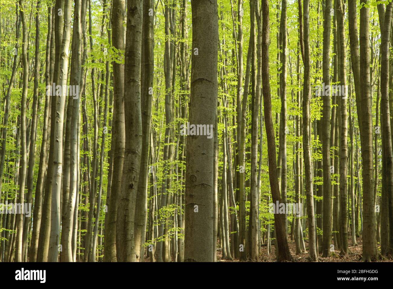 Das Bild aus dem Naturpark in Tschechien, genannt Voděradské bučiny (Voděrady´s Buchen). Der schöne frische grüne Wald während der sonnigen Sprotte Stockfoto