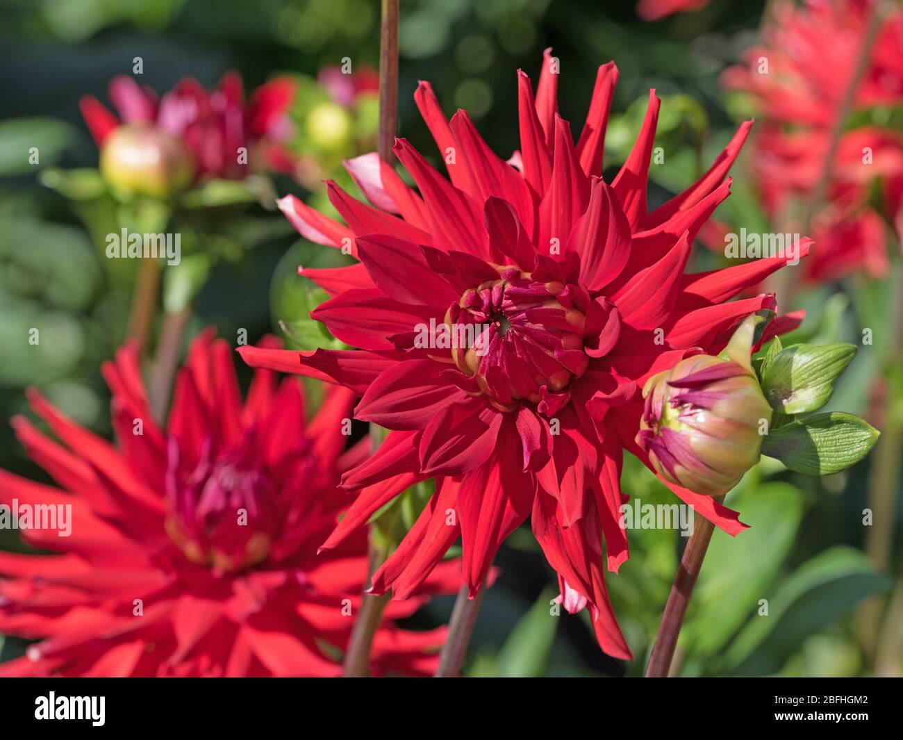 Blühende rote Dahlien im Garten Stockfoto