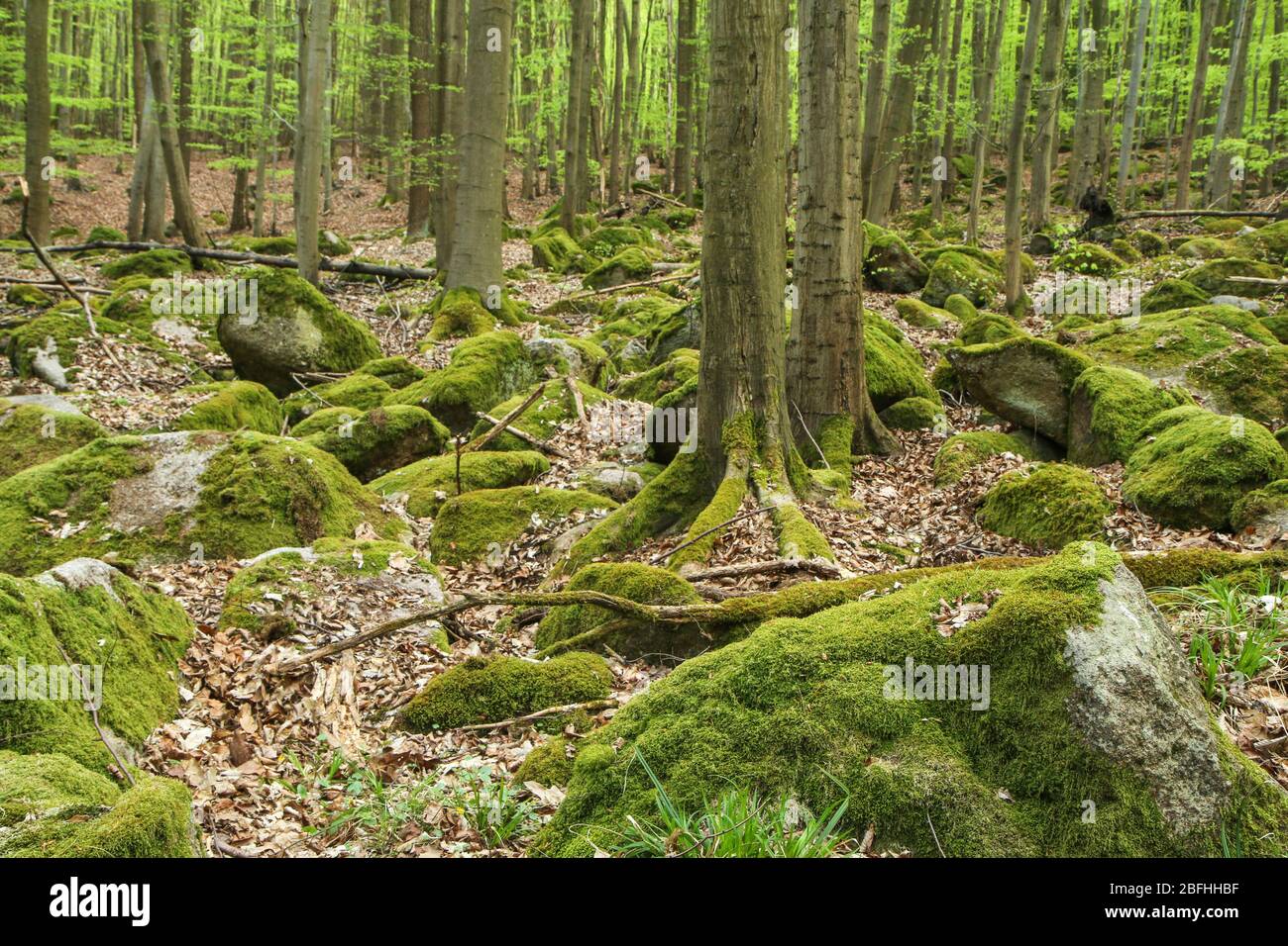 Das Bild aus dem Naturpark in Tschechien, genannt Voděradské bučiny (Voděrady´s Buchen). Der schöne frische grüne Wald während der sonnigen Sprotte Stockfoto